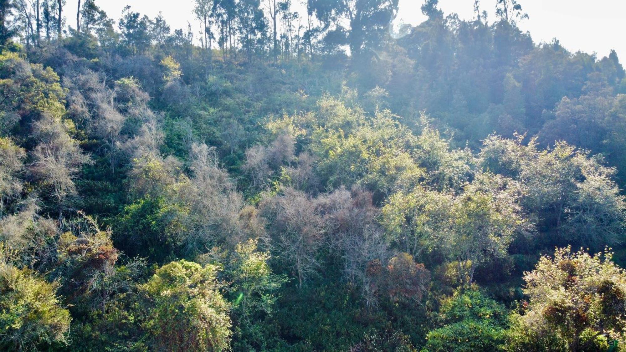 La Flora Tamilnadu - Kodaikanal Esterno foto